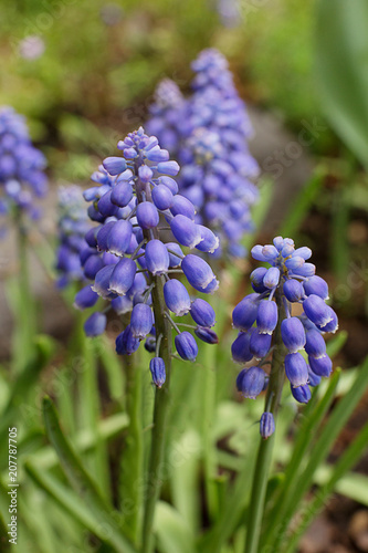 Muscari purple spring  flowers