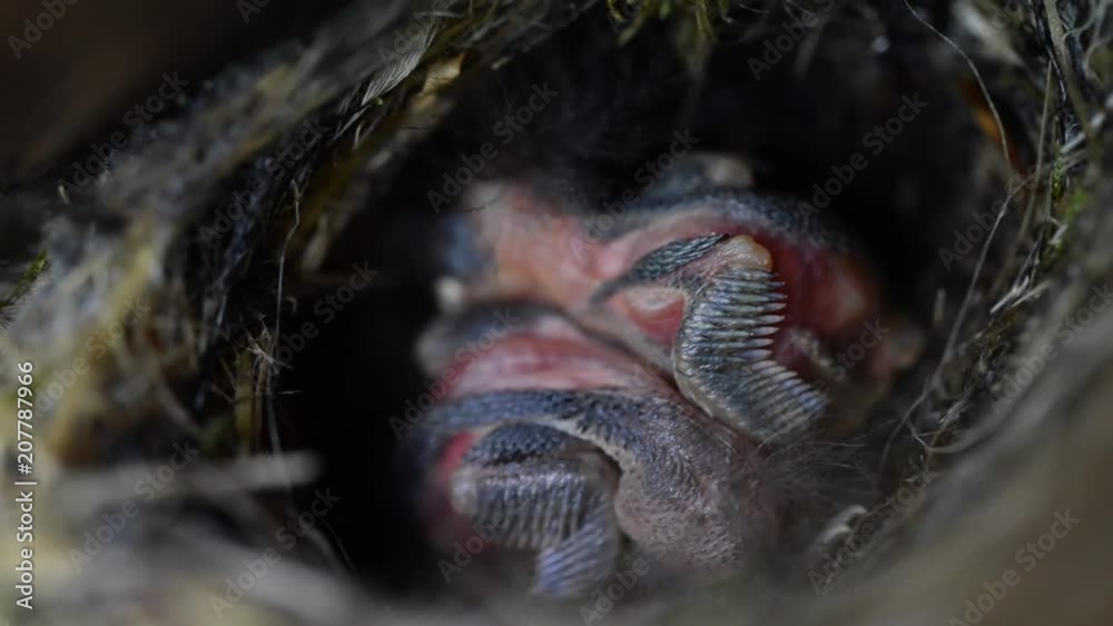 Treecreeper chicks (Certhia familiaris) Treecreeper chicks (Certhia familiaris)