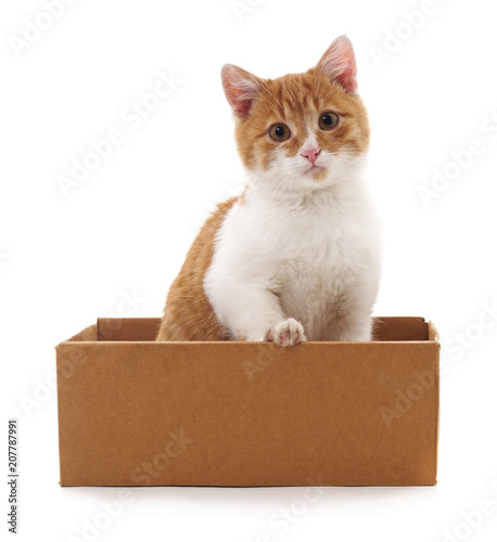 Red kitten in a box.