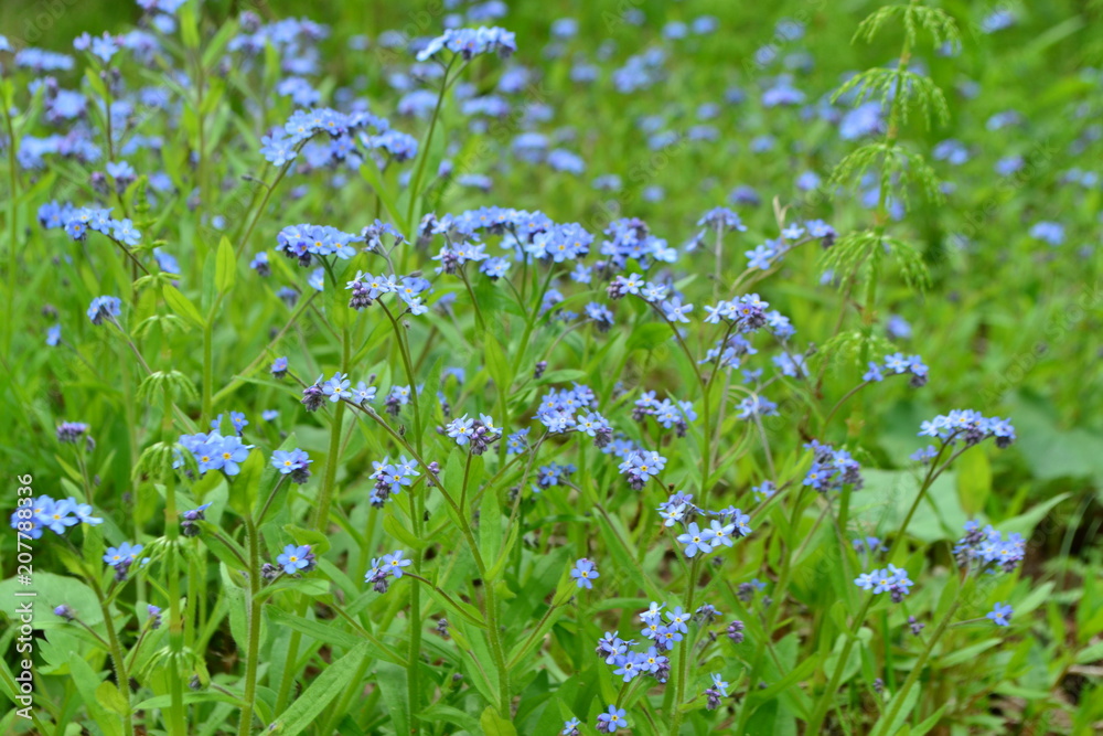 Field of forget-me-nots