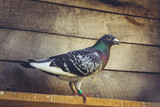 Grey racing pigeon male inside a wooden loft.