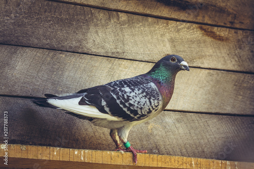 Grey racing pigeon male inside a wooden loft.