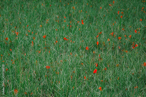 flower field