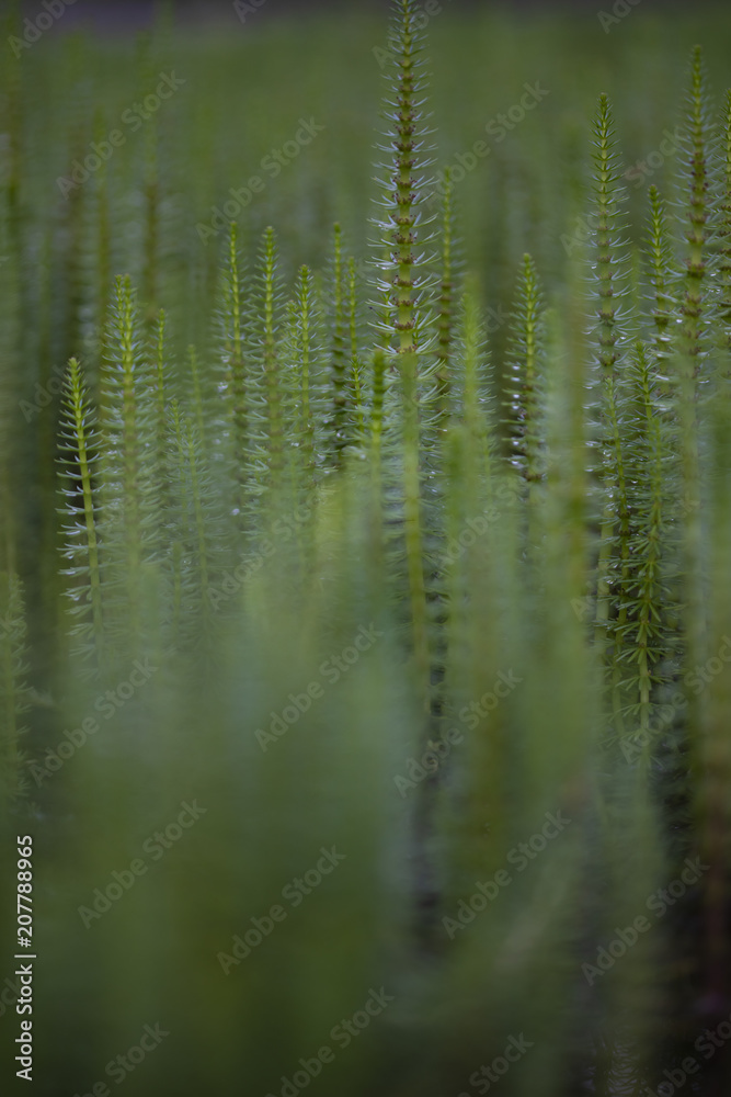 Mare's tail aquatic plant Mare's tail aquatic plant
