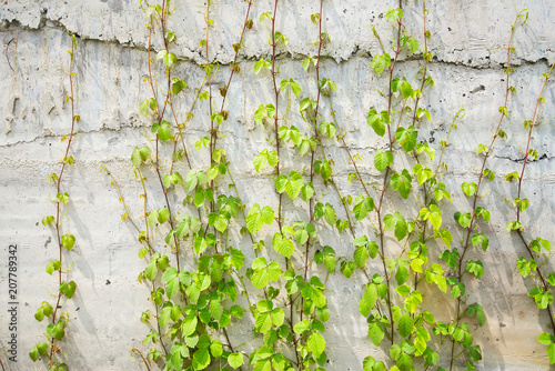 The ivy grows with the trunk next to the concrete wall.