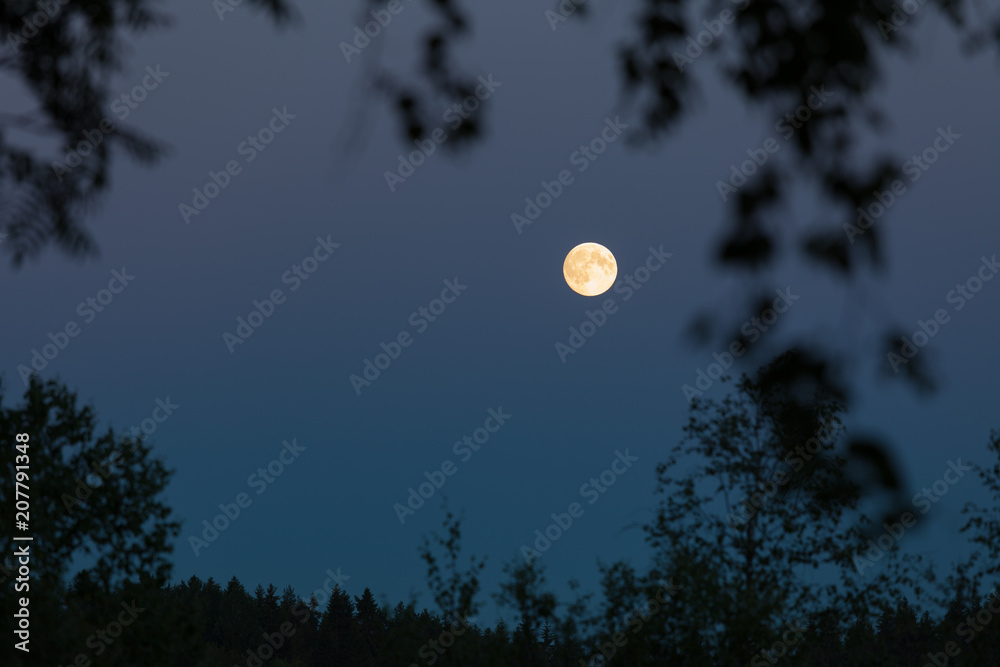 Full moon at night sky and trees Full moon at night sky and trees
