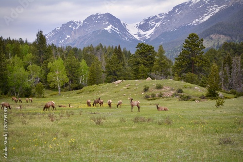 Elk Grazing Rocky Mountain National Park Landscape Estes Park Colorado