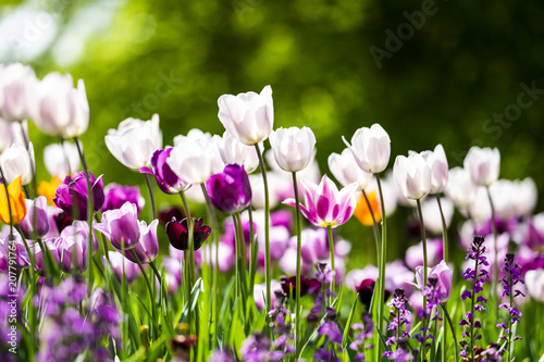 Tulips closeup  background