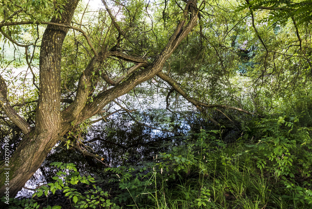 Fototapeta premium A tree over a pond