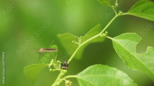 ants and Insects on the branch