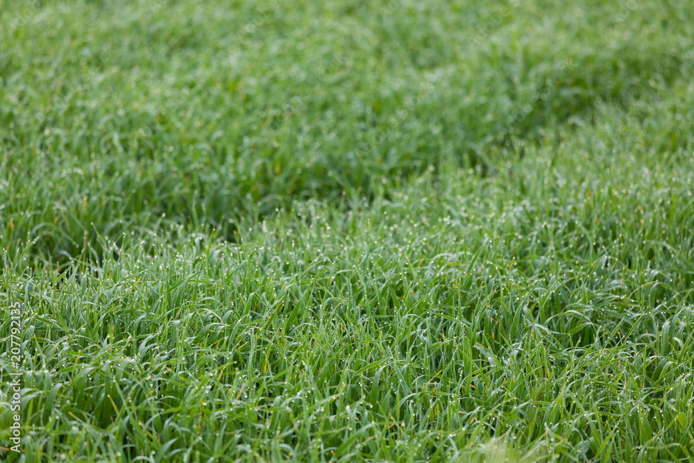Dewdrops on grass background Dewdrops on grass background