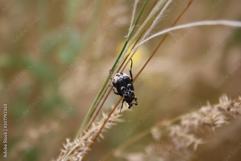 beetle valgus hemipterus beetle valgus hemipterus