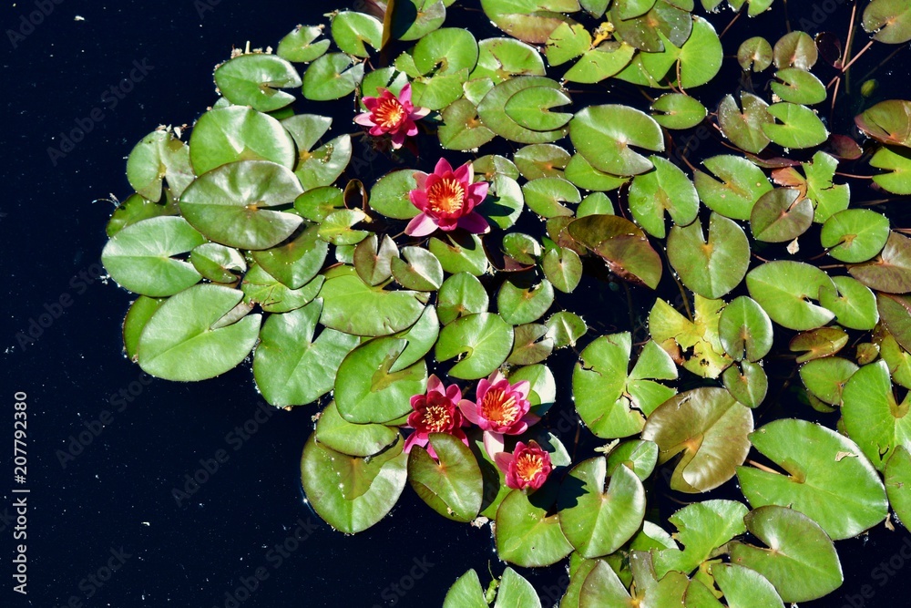 Pink Flower Lilly Pad Lake Water Summer Pink Flower Lilly Pad Lake Water Summer