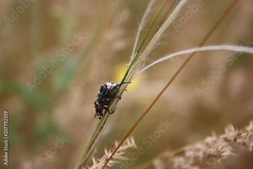 The beetle creeps along the branch of feather grass