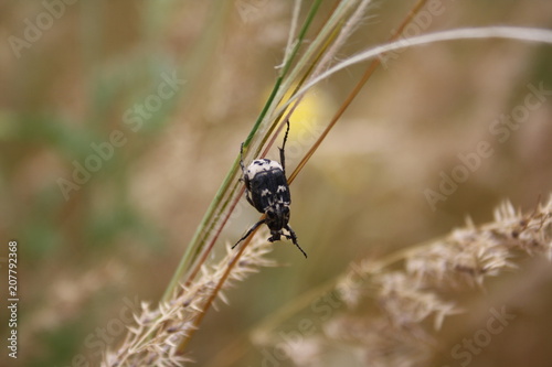 The motley beetle © Tatvik