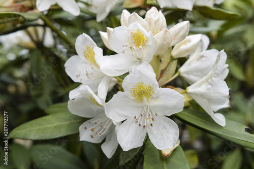 White flowers rhododendron outdoors.