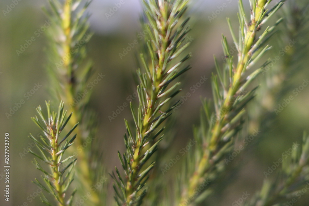Pine from the forest at Christmas Pine from the forest at Christmas