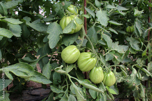 Unreife Tomaten