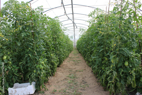 Tomatenplantage