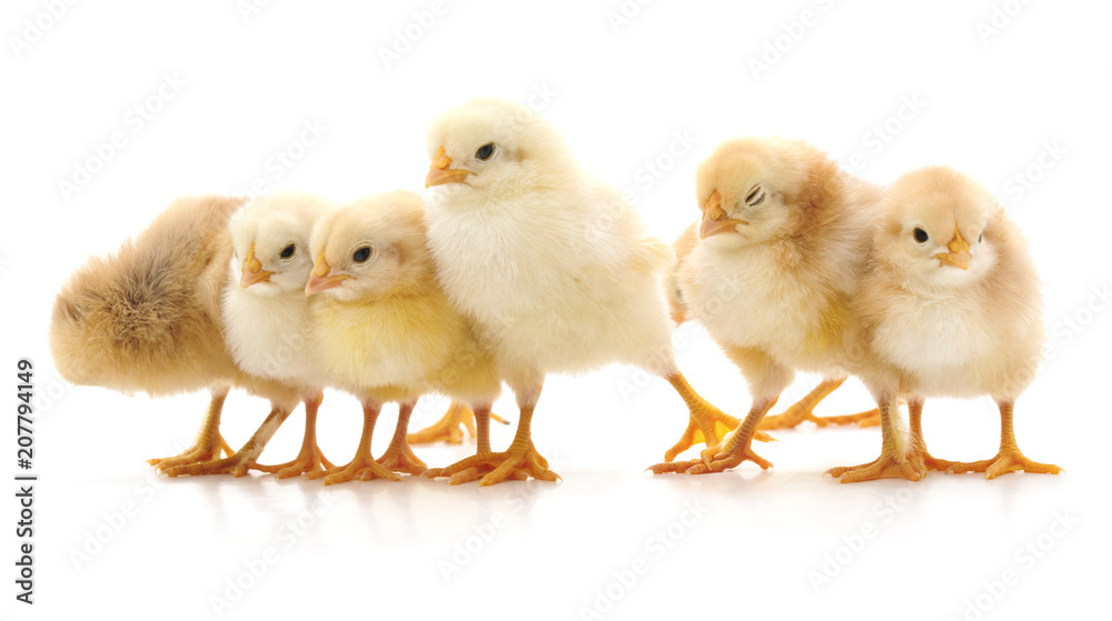 Group of chickens.