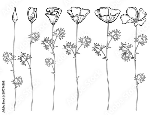 Vector set with outline California poppy flower or California sunlight or Eschscholzia, leaf, bud and flower in black isolated on white background. Contour poppies for summer design or coloring book.