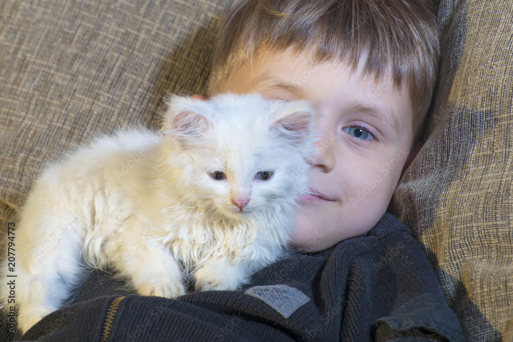 A young and cheerful little boy is playing with a white cat on the couch A young and cheerful little boy is playing with a white cat on the couch