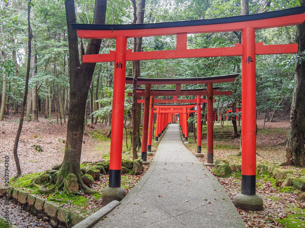 Red Tori Gates of Kashihara shrine Red Tori Gates of Kashihara shrine
