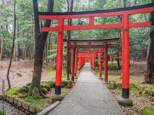 Red Tori Gates of Kashihara shrine