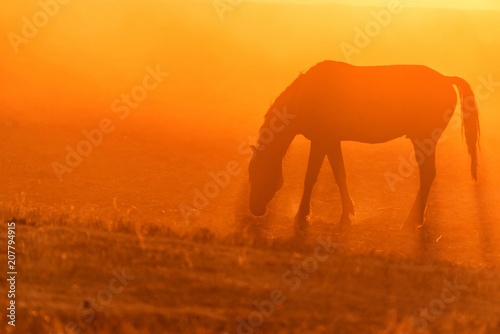 Wild horse grazes in the meadow at sunset © Yakov