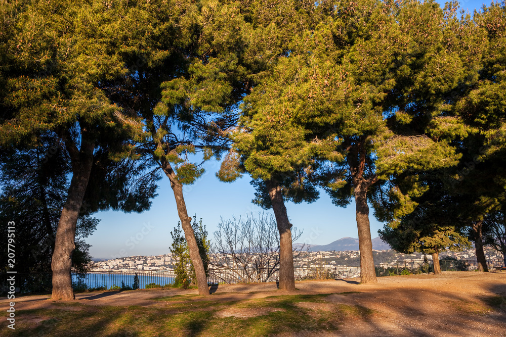 Fototapeta premium Hill Park Trees in Nice City
