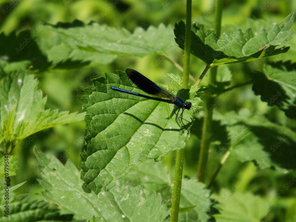 L'éclatant calopterix L'éclatant calopterix