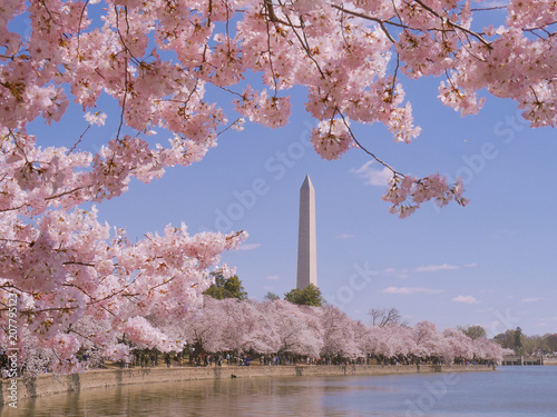 Washington monument during Cherry Blossom Festival in Washington DC, USA photo