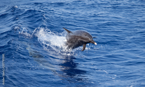 Leaping Pantropical Spotted Dolphin in our wake