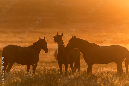 Wild horses graze in the meadow at sunset © Yakov
