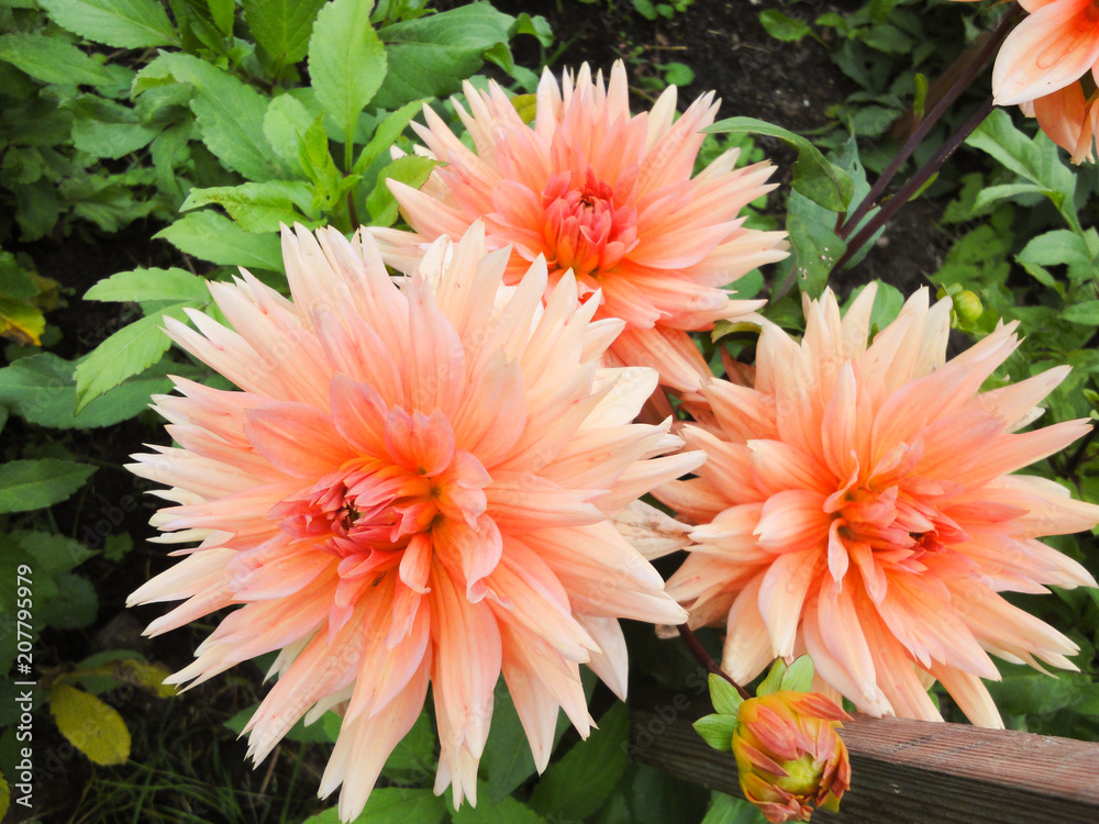 A head of dahlia in the garden in summer sunny day