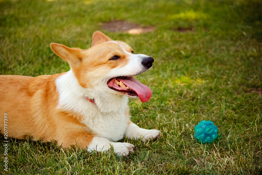 Corgi dog with the tongue out lying