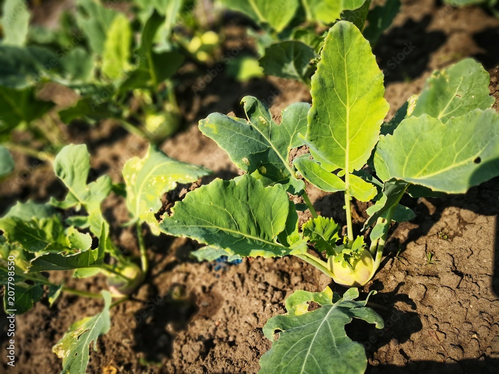 Obraz premium Kohlrabi im Garten
