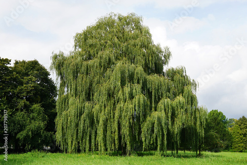 weeping willow tree also known as Babylon willow or salix babylonica                               