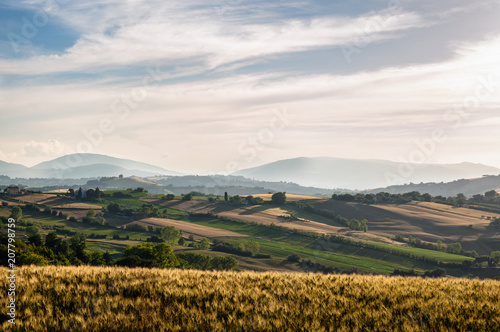 Italia, giugno 2018 Pesaro - vista delle colline nei pressi di Orciano in provincia di Pesaro nella regione Marche. Si notano i campi di grano biondi e quasi maturi