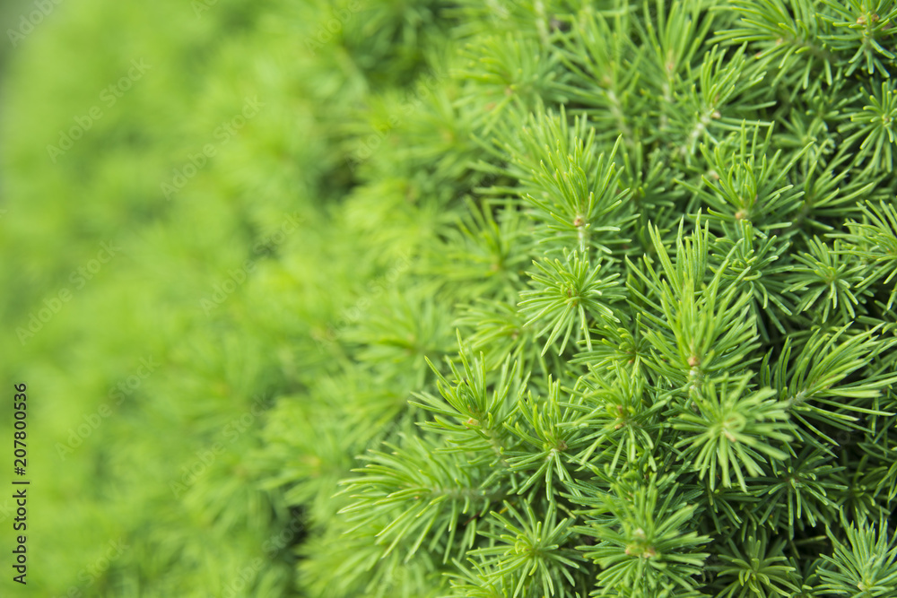 green coniferous tree texture. macro green coniferous tree texture. macro