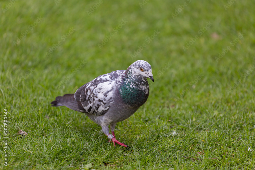 Pigeon Pigeon