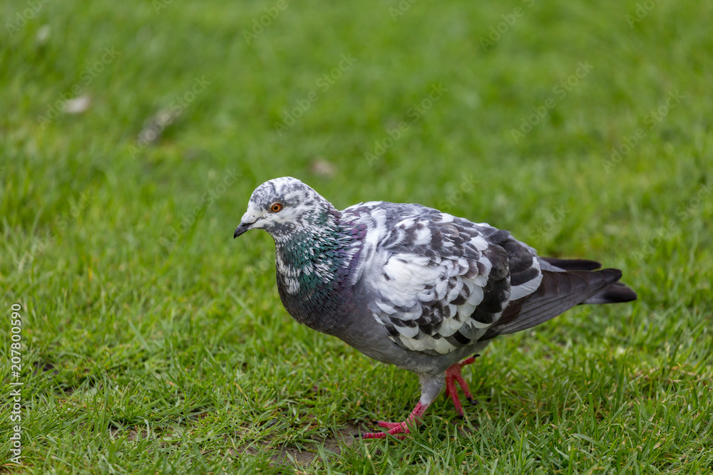 Obraz premium Pigeon