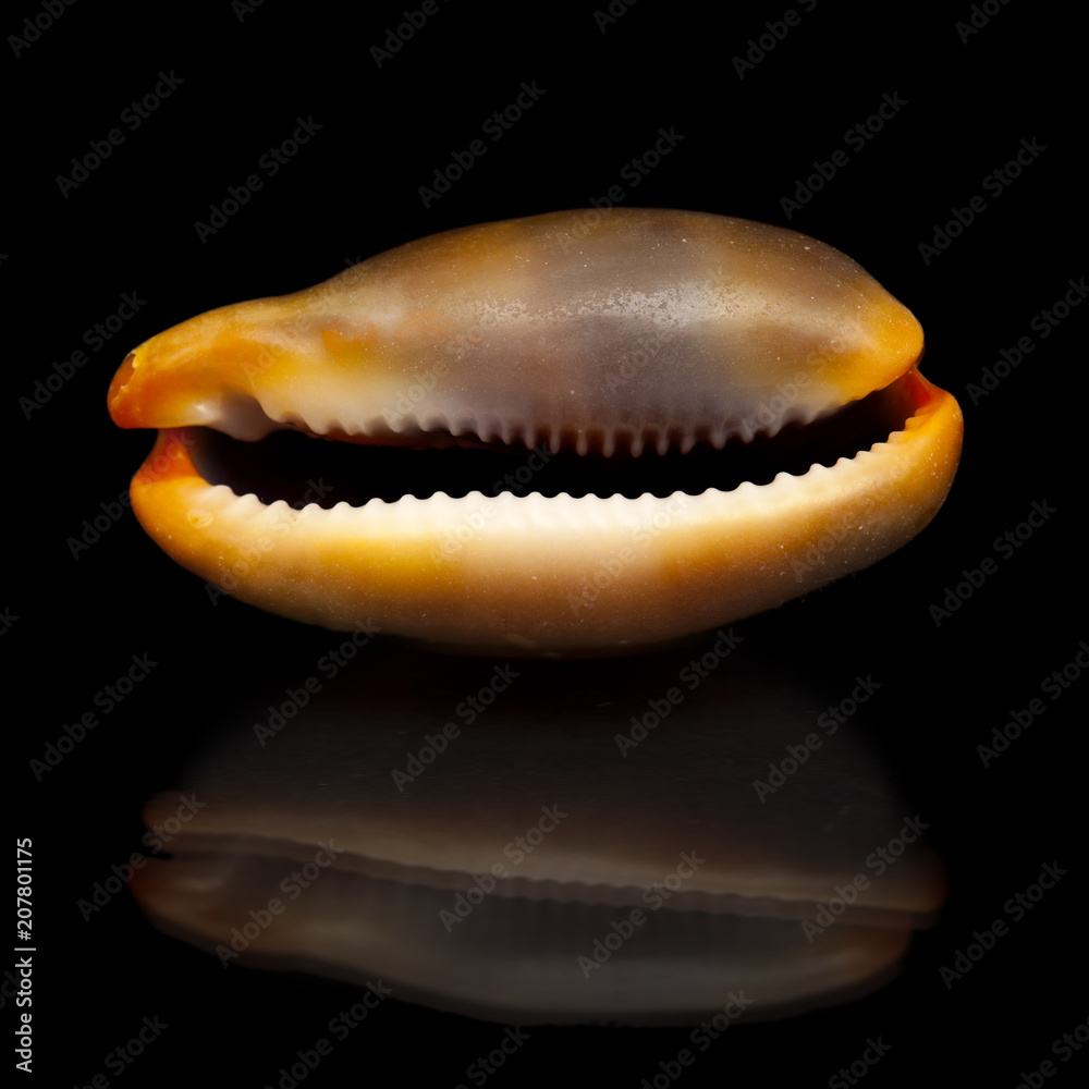 Cowry on black