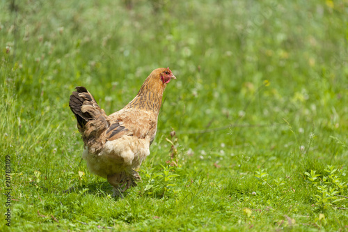 Chicken close-up on the farm © Pavlo Burdyak