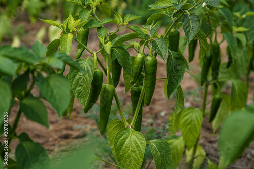 Green jalapeno, jalapeño hot  peppers on plant in greenhouse