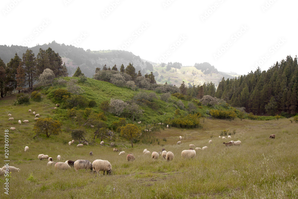 Gran Canaria, May, flock of sheep grazing