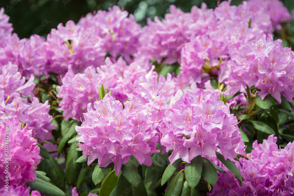 Pink rhododendron flowers with visible ovaries and filaments and green leaves