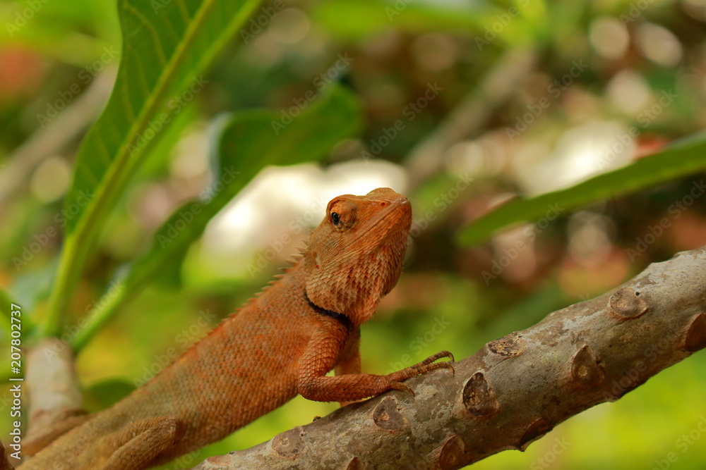 Portrait orange brown Thai chameleon soft focus on branch with natural green background Portrait orange brown Thai chameleon soft focus on branch with natural green background