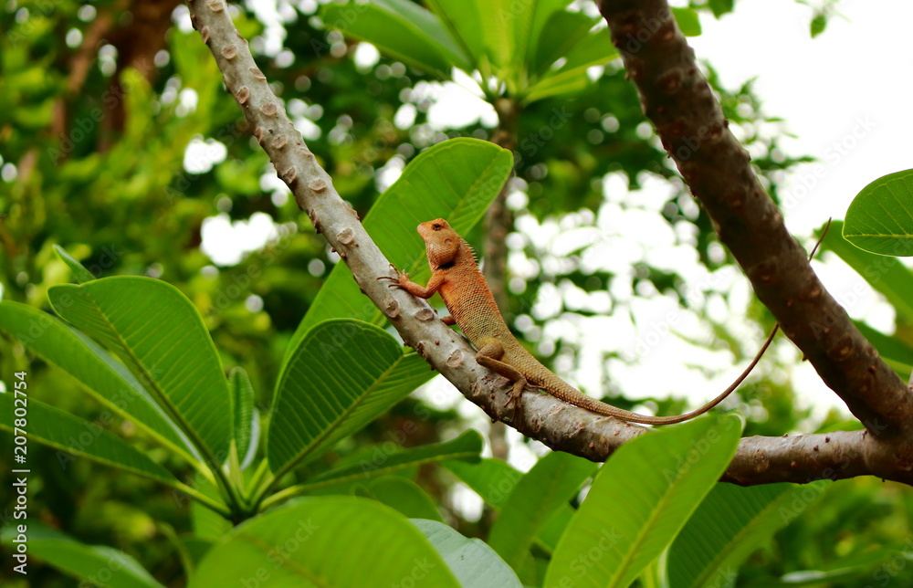 Wild orange brown Thai chameleon on the branch tropical tree plumeria Wild orange brown Thai chameleon on the branch tropical tree plumeria