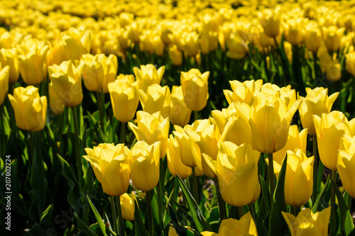 Beautiful Yellow Tulips in field of flowers only yellow